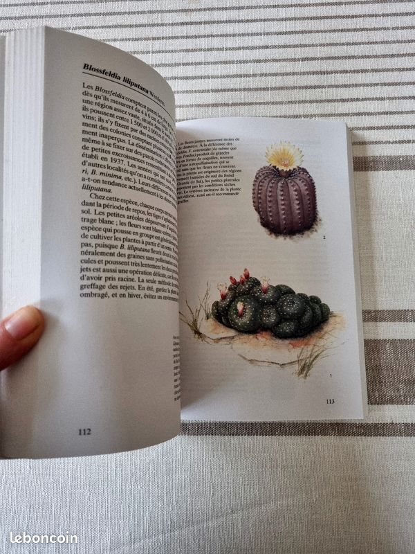 Livre Cactus Gründ (image 2)
