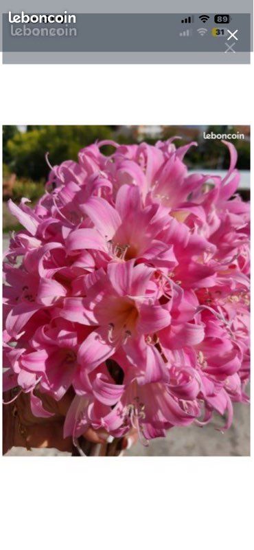 Bulbes d’amaryllis (image 2)