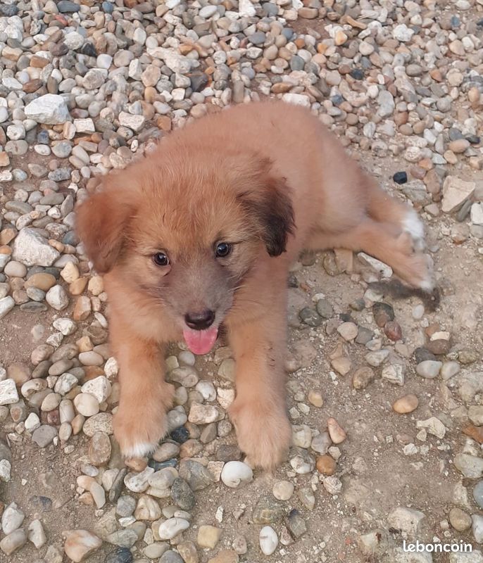Chiots Berger des Pyrenees / Labrits (image 1)