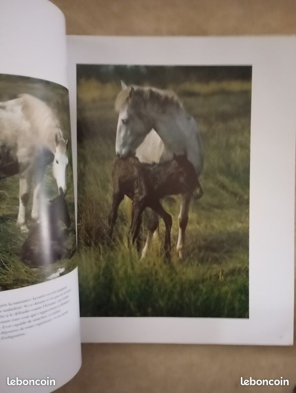 Chevaux de Camargue par Hans Silvester textes de Sophie Delavoie (image 5)