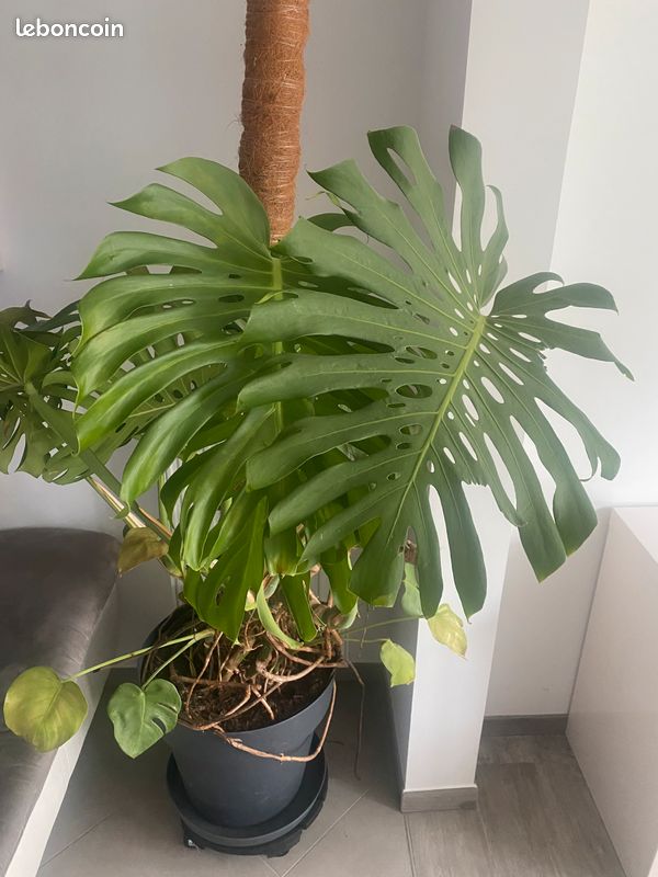 Plante Monstera Deliciosa XXL (image 2)