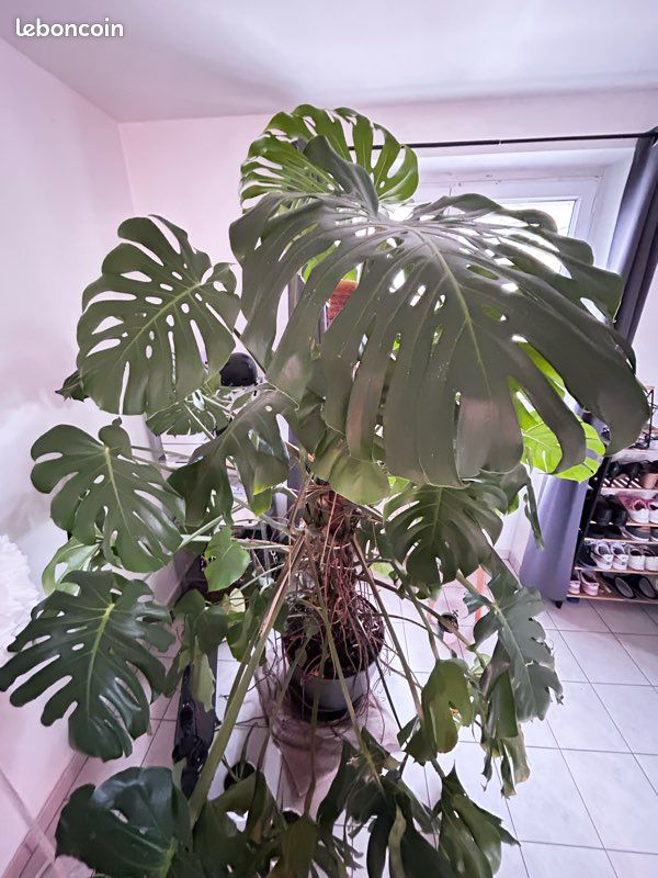 RARE : Monstera deliciosa gigantea - Jardin & Plantes