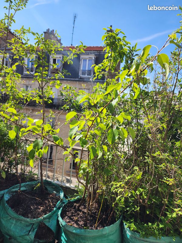 Arbres fruitiers et plantes aromatiques, de 15 à 40 en fonction de la taille (image 6)