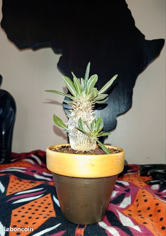 Pachypodium Horombense Caudex Succulente (image 1)