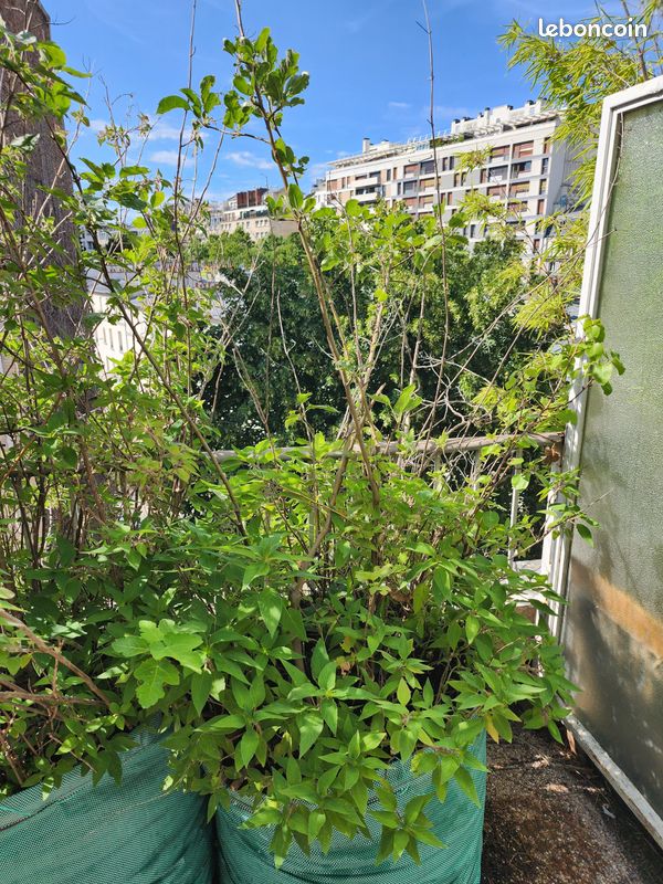 Arbres fruitiers et plantes aromatiques, de 15 à 40 en fonction de la taille (image 1)