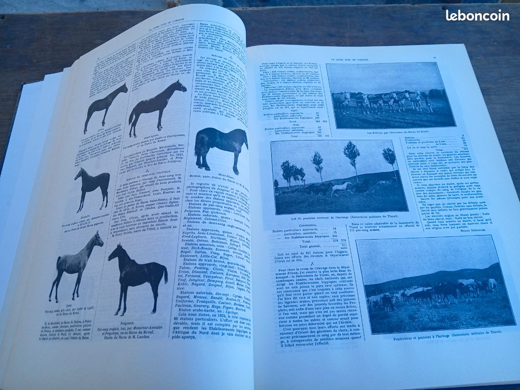 La formidable épopée des oraniens (image 4)