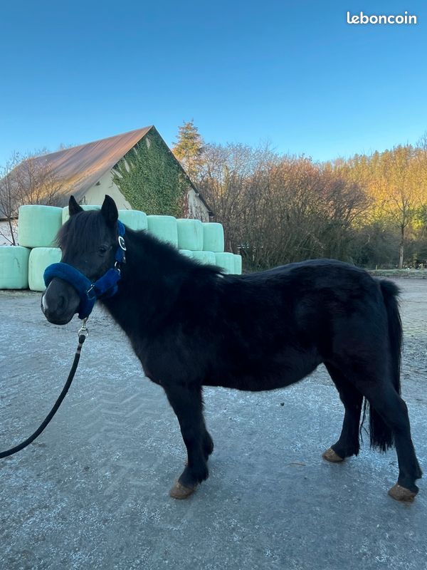 đŠ Licol mouton bleu roi â Flagâs & Cup â Taille Poney đŠ (image 1)