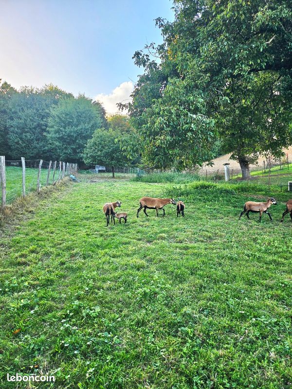 Terrain constructible non viabilisé de 908m² - Cadre paisible · à Rousson · 14 000 €