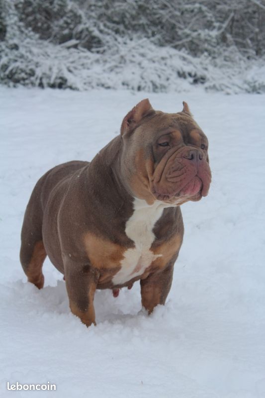 Petits trolls de la forĂȘt đ§đžđŸ American Bully chiots standard / rĂ©servation (image 4)