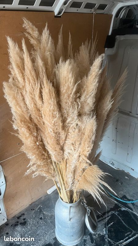 Pampas (image 2)
