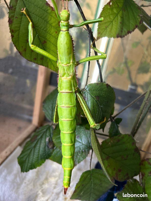 Vends oeufs diapherode gigantea (image 2)