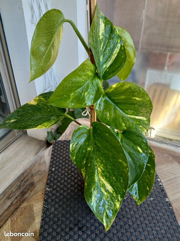 Epipremnum 'Golden Pothos' - Tropical Factory Epipremnum 'Golden Pothos' - Tropical Factory