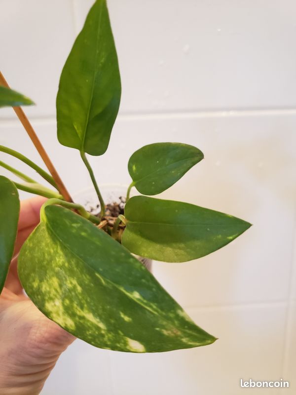 Pothos Doré (image 5)