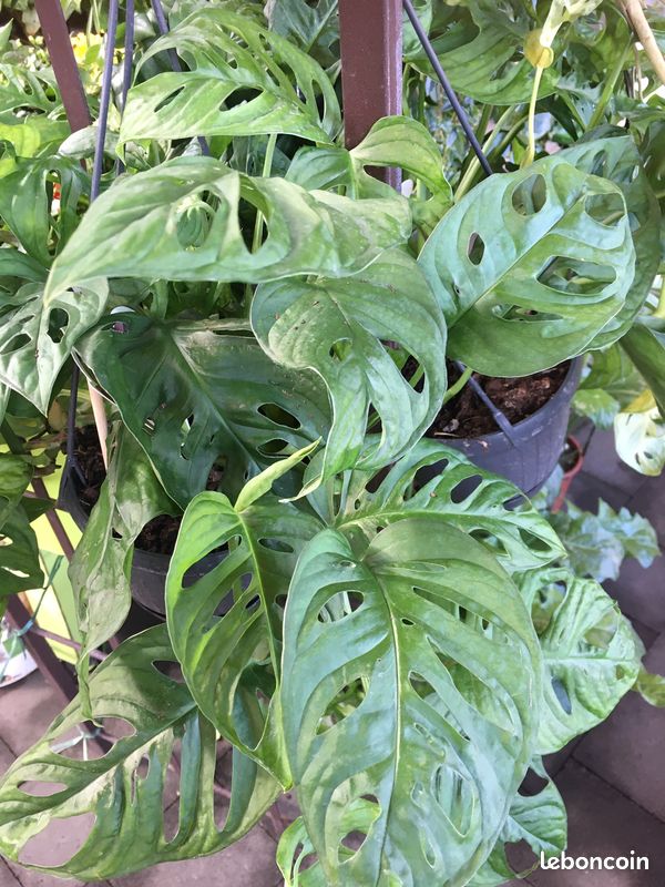 Pothos Néon, maranta Kerchoveana et Monstera MONKEY MASK (image 3)