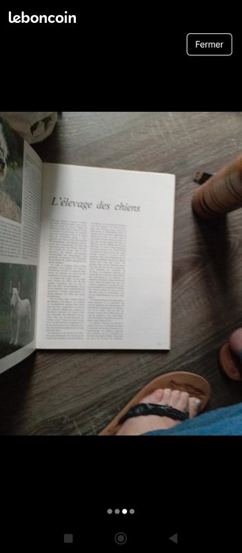 Le monde fascinant des chiens (image 3)