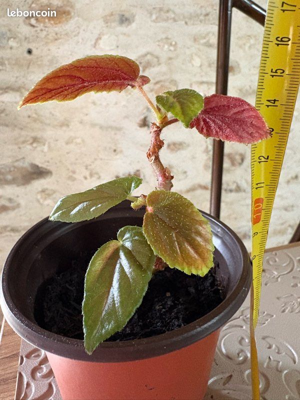 Bégonia canne Ginny (image 6)
