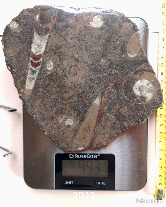 Ammonites et orthocéras : fossiles en plaque polie . 187 mm (image 8)