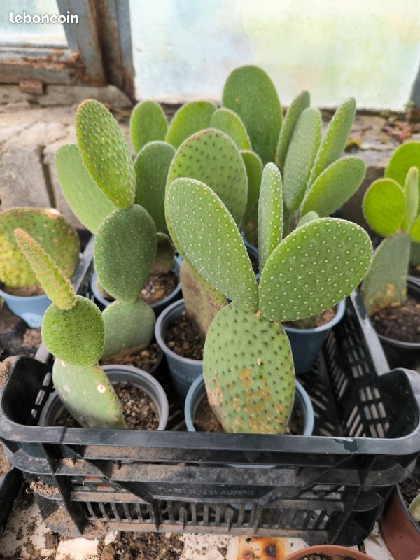 cactus live Jumping Cholla Cactus Live Cutting, Fast Growing, Evergreen, Full Sun, Arid  Climate, Indoor/Outdoor, Unique Plant for Cacti Lovers