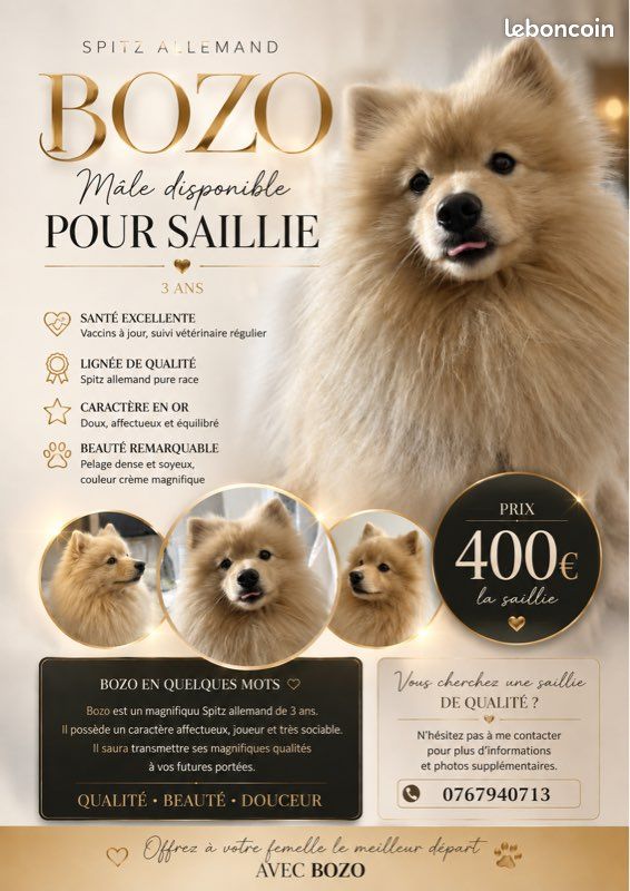 Saillie spitz allemand (image 2)