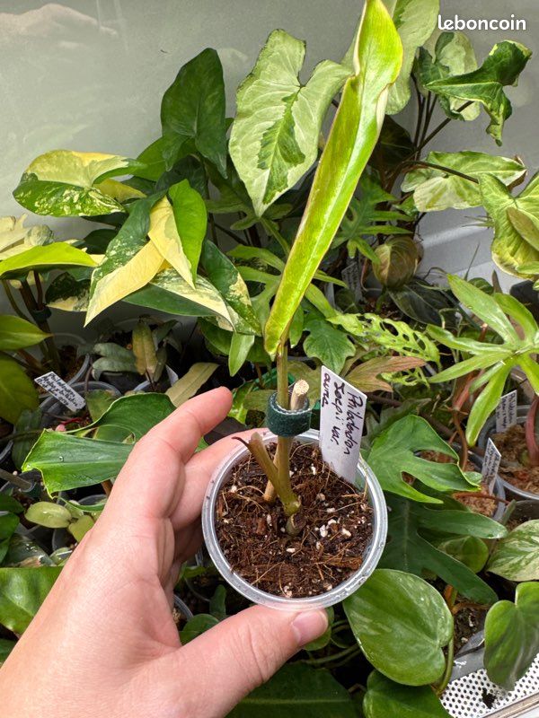 philodendron bipennifolium gold Philodendron bipennifolium 'Gold Violin' main image 1