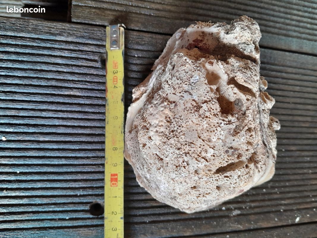Coque huître fossilisée (image 4)
