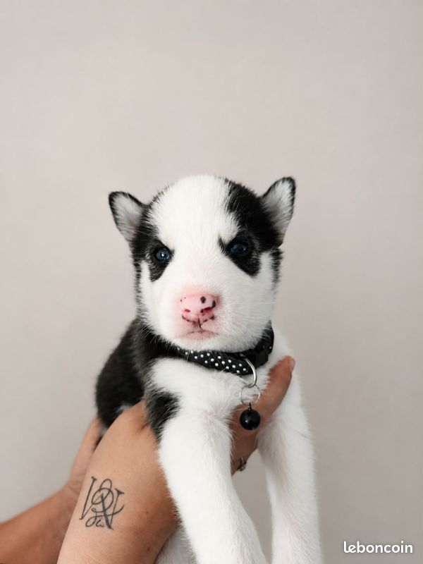 Chiots husky (image 4)