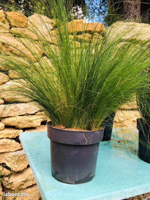 Plante Stipa « cheveux d’Ange » (image 3)