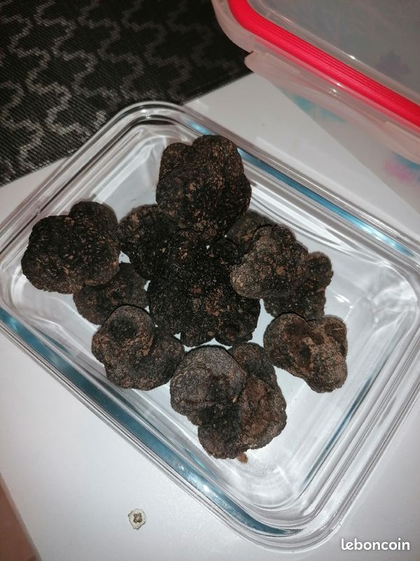 Truffes noires sauvages du Lubéron (image 3)