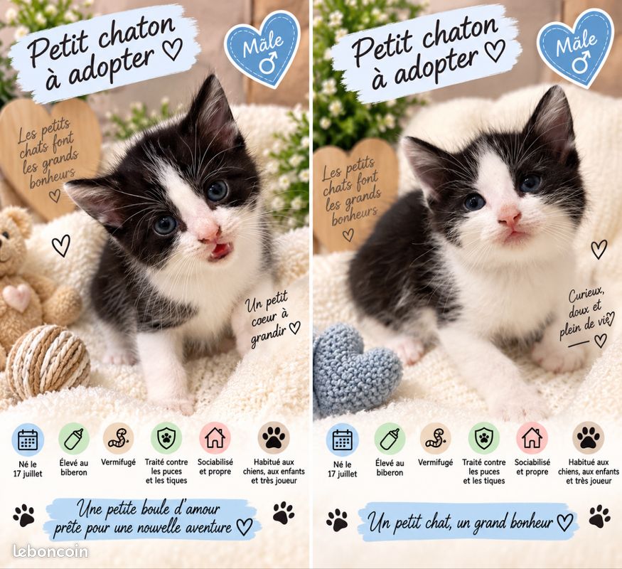 4 petits chatons cherchent leur future famille (image 3)