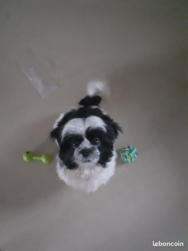 Shih tzu pour saillie (image 2)