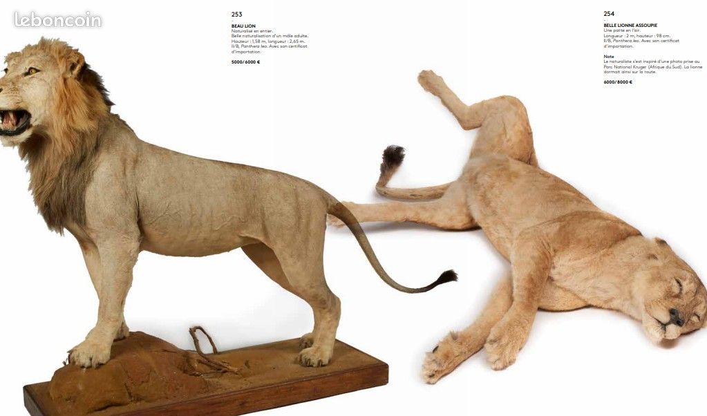 CRÂNE ET PAPILLONS sous cloche de verre - Cabinet de curiosité EUR 220,00 - FR