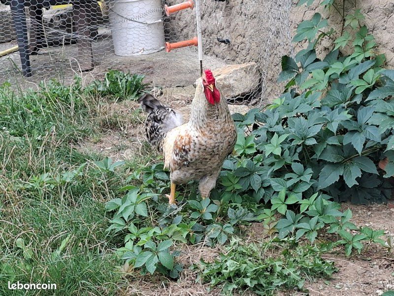 Poules Cream Legbar (image 3)