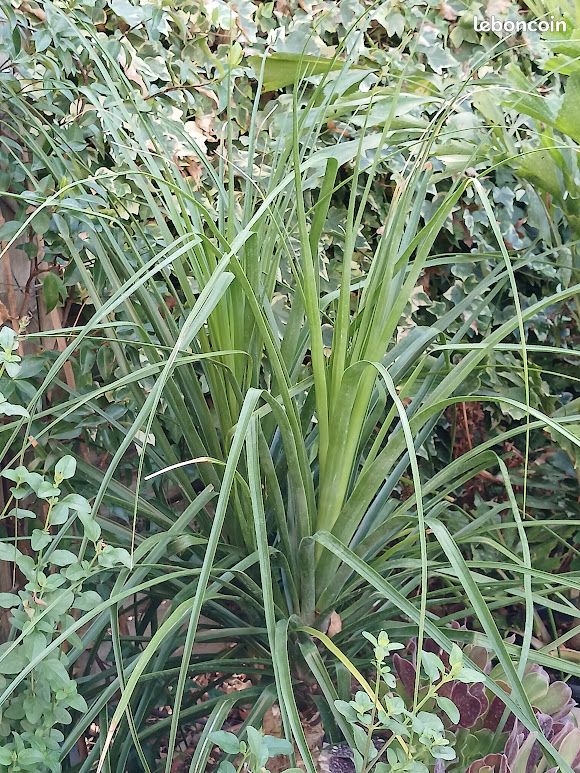 Beaucarnea recurvata (image 6)
