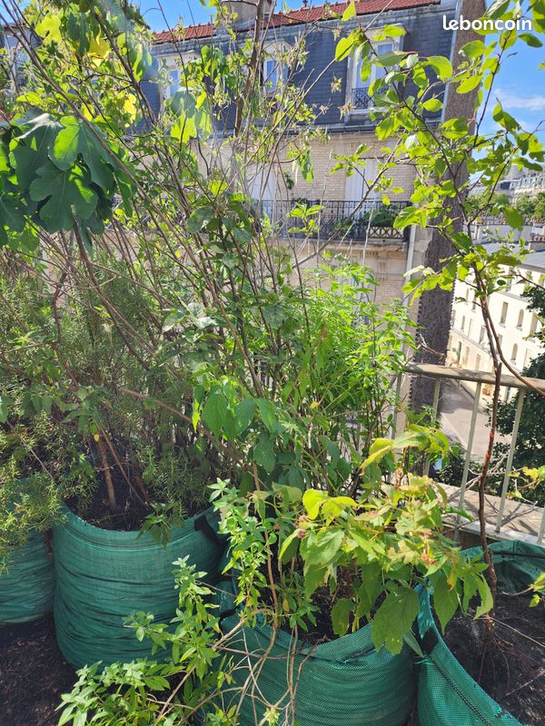 Arbres fruitiers et plantes aromatiques, de 15 à 40 en fonction de la taille (image 11)