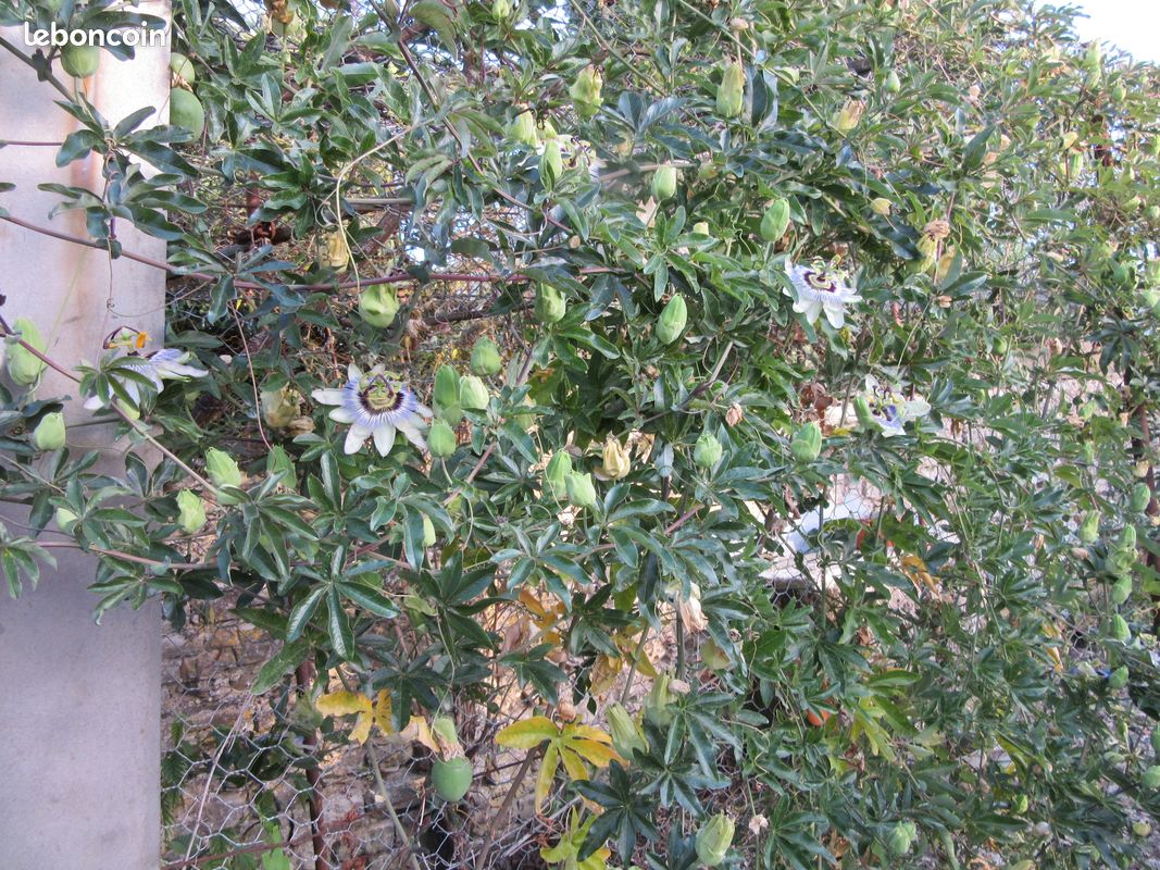 Passiflora (image 2)