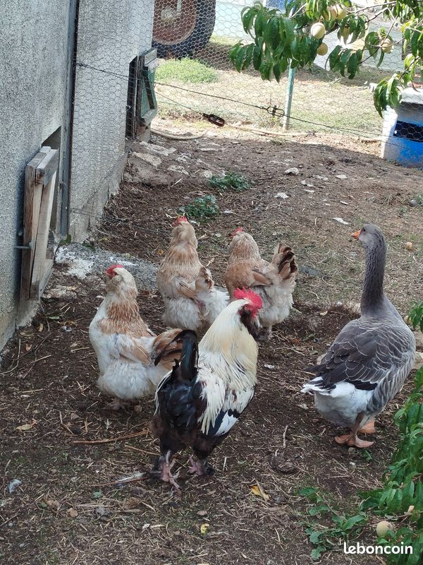 Coq,poule Faverolles (image 3)