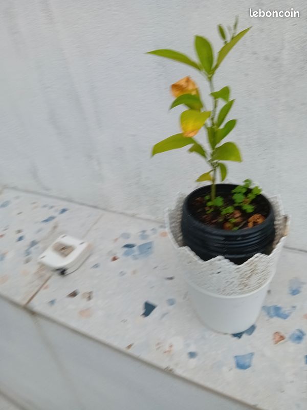 Magnifique petit oranger avec pot et cache pot (image 5)
