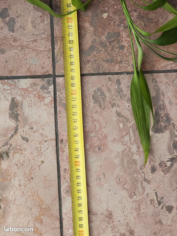 Grand Lucky Bamboo (Bambou porte-bonheur) 128 cm (image 12)