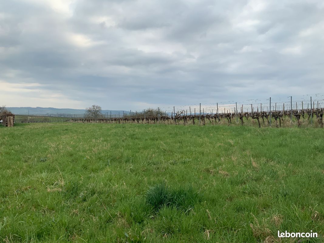 Magnifique terrain en bordure des vignes · à Wangen · 183 000 €