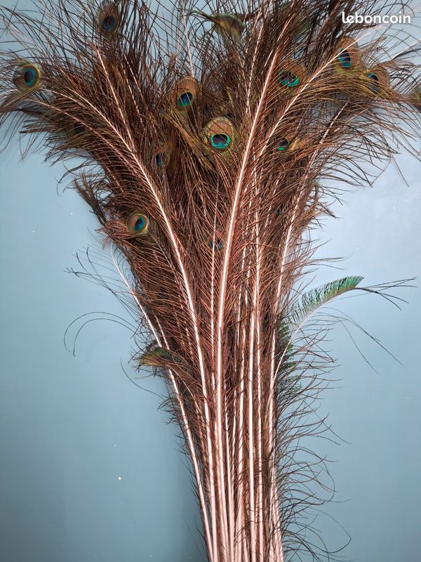 Plume de paon (image 3)