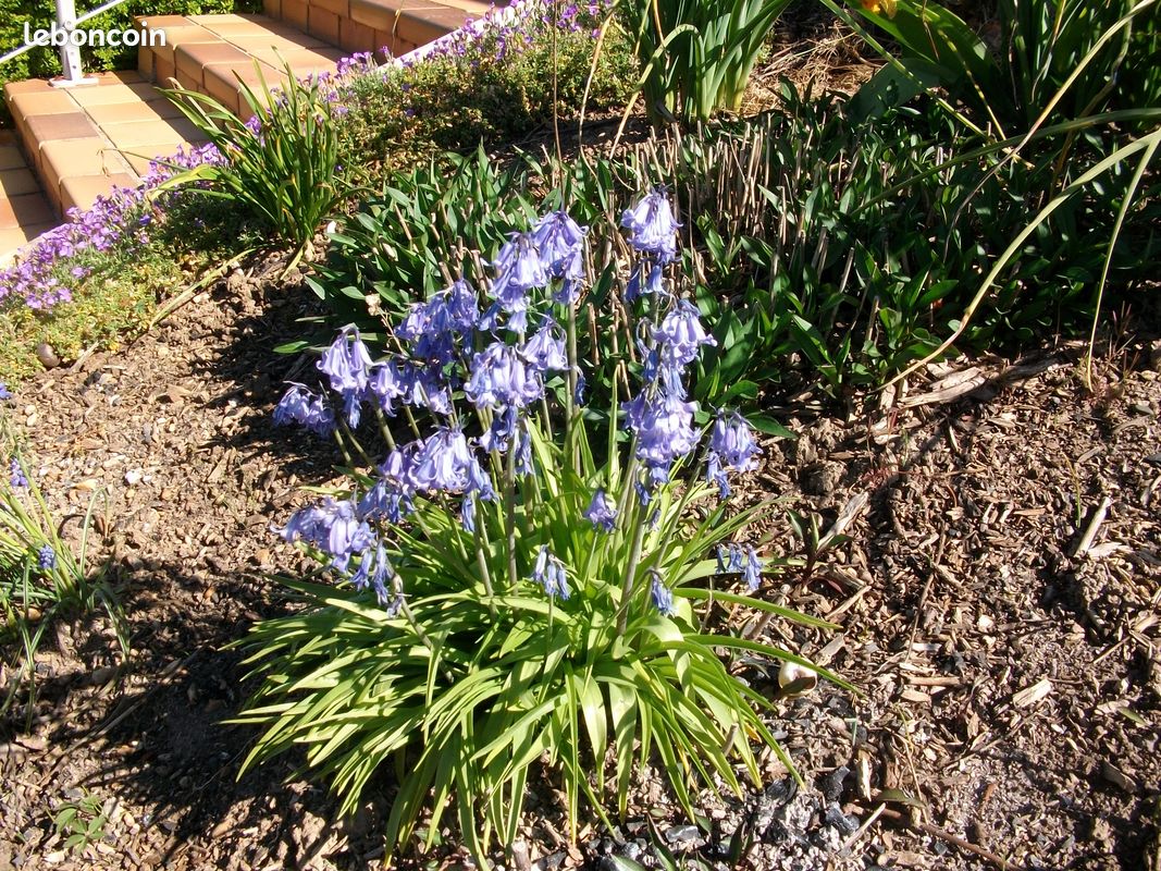 Jacinthe des bois Vivace (image 1)