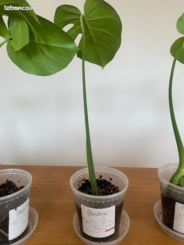 monstera plantsome Monstera – Deliciosa main image 1