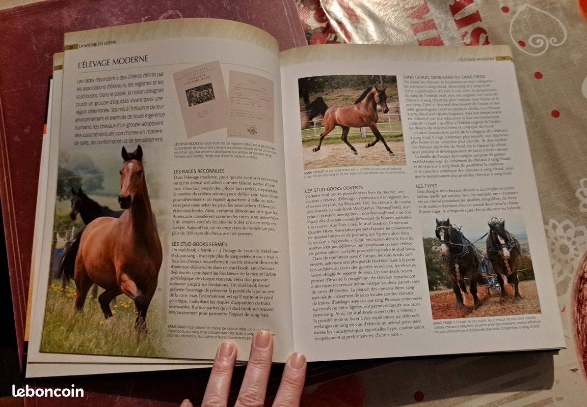 Chevaux (image 2)