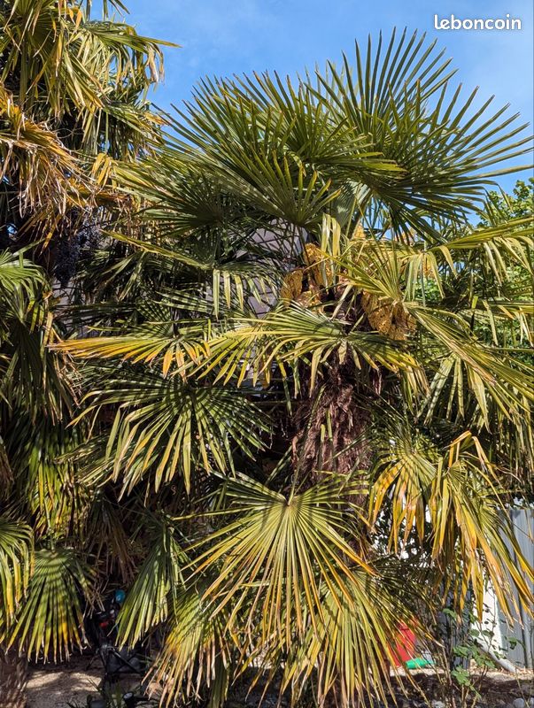 Lot de 10 graines de palmier trachycarpus fortunei (image 1)