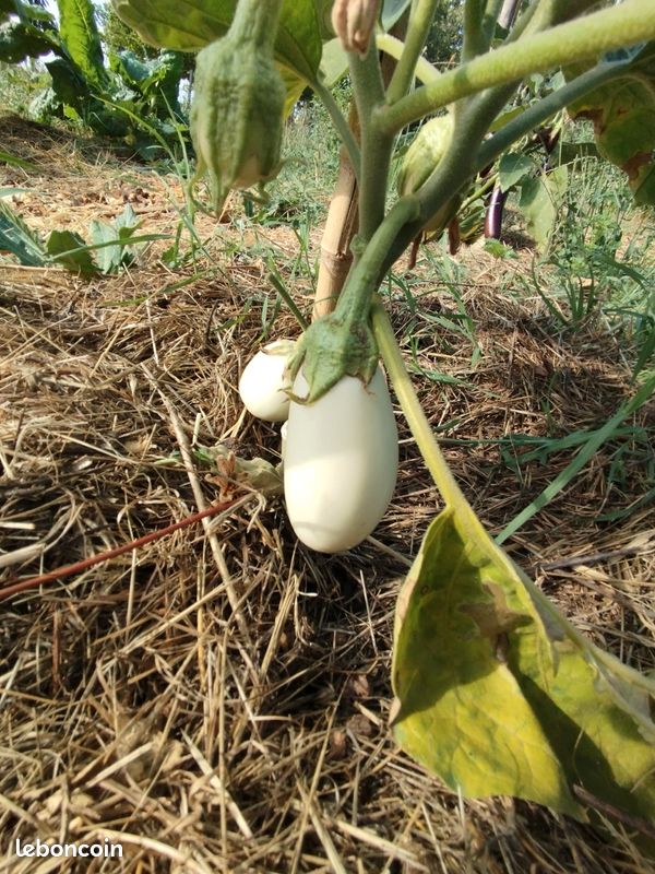 Vends légumes jardin potager permaculture : Tomates Courgettes Concombres Blettes Poivrons Piments etc (image 18)