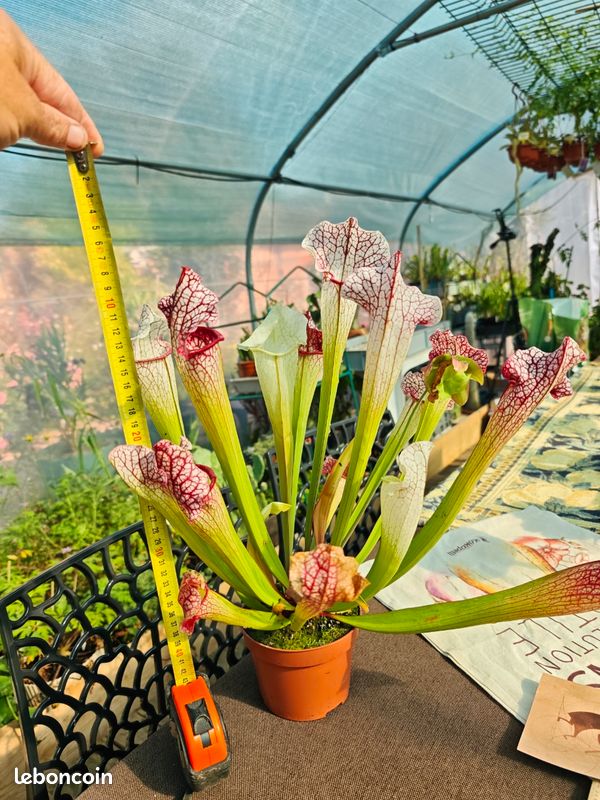 Plante Carnivore sarracenia exceptionnel (image 1)