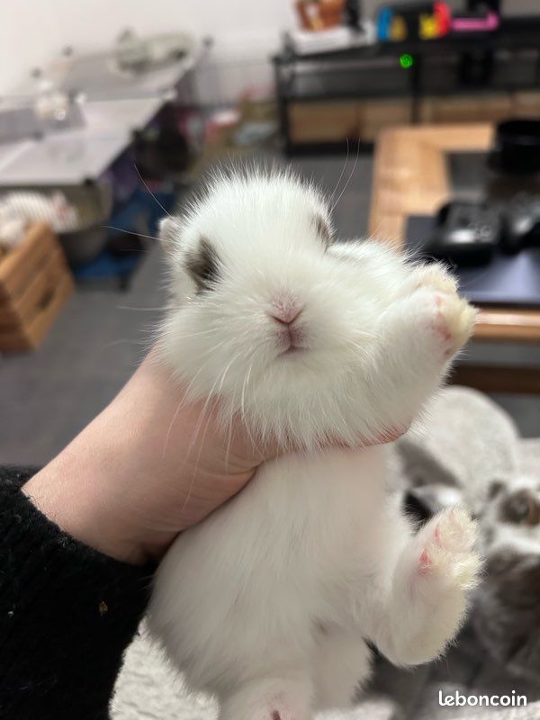 Bébés lapins (image 2)