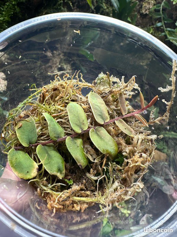 Marcgravia sintensii - Liane pour terrarium / paludarium (image 3)