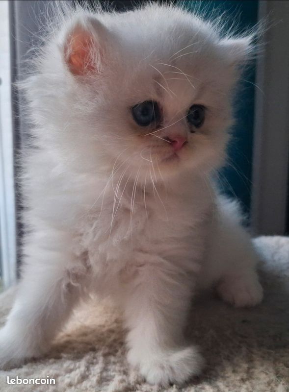 Chatons persans avec pedigree (image 1)