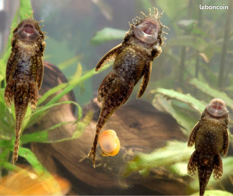 Poisson nettoyeur (image 1)